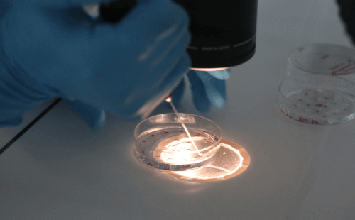 快速的性别检测办法技术先进,香港验血预约柏新医疗