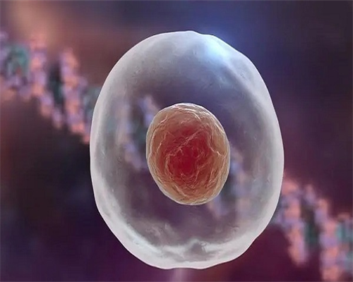 C级胚胎有必要移植吗~代怀产子