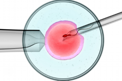 骆驼奶煮开喝还是生喝?长期喝骆驼鲜奶有三大危害