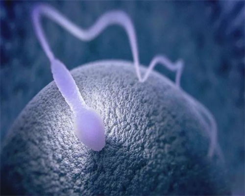 试管移植后粽子能吃吗移植后可以吃粽子吗