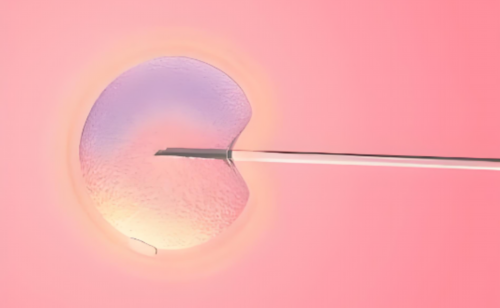 脂肪肝做试管成功率多少-脂肪肝做试管有影响吗！~代生借卵子