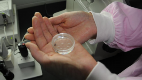 去香港辨胎儿性别的流程_关于2026成功验血我有话 验血性别鉴定要花多少钱
,有