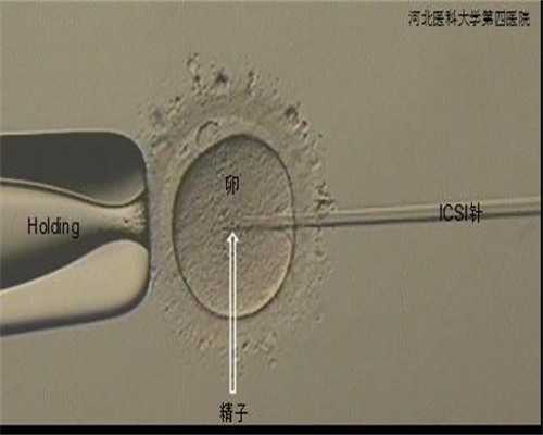 香港验血正常多久出结果,验血测男女有不准的吗_想去验的一定要看看哦