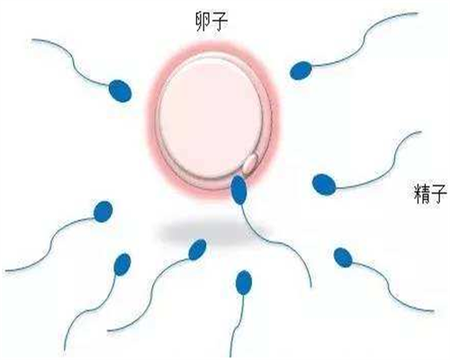 【香港时代医疗化验所】孕妇前三个月能不能吃韭菜,香港信康验血多少钱