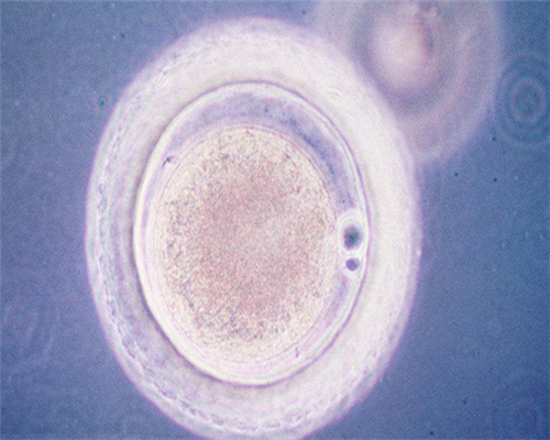 【香港时代医疗化验所】怀孕能不能吃杏,香港验血几周才能去